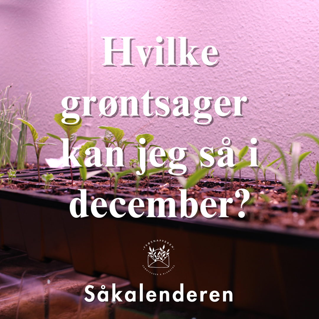 Hvilke grøntsager kan jeg så i december?
