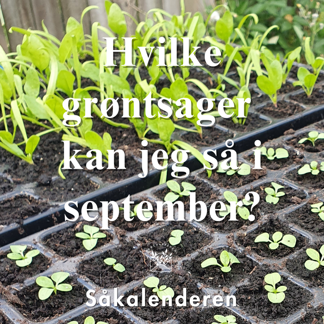 Såbakker med vårsalat og spinat