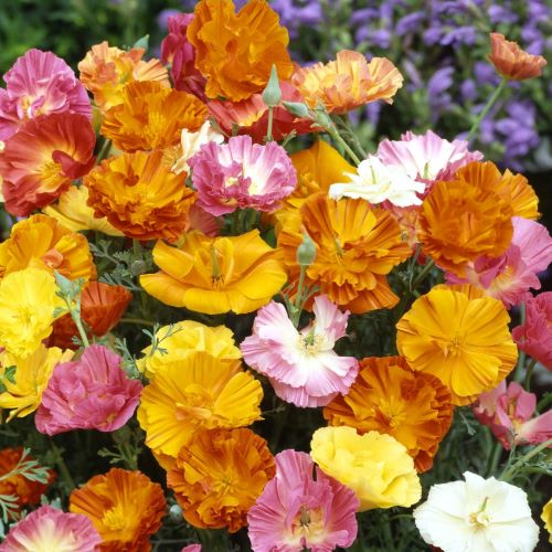 Valmue, californisk 'Frilly Fun Mix'