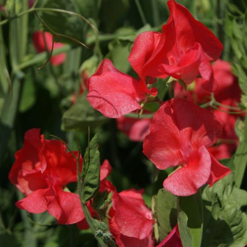 Ærteblomst 'Spencer Prince of Orange'