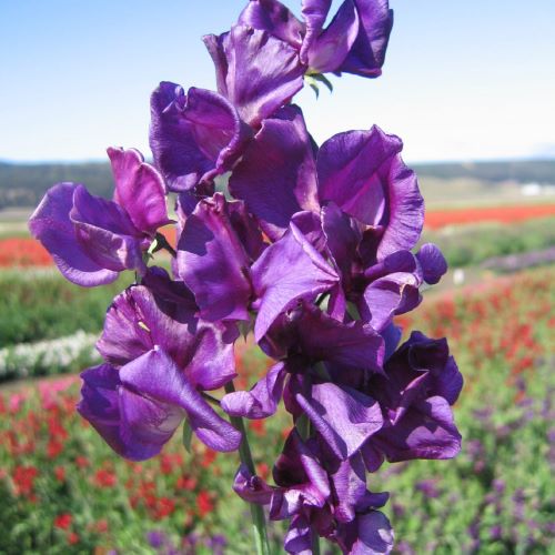 Ærteblomst 'Spencer Blue Velvet'