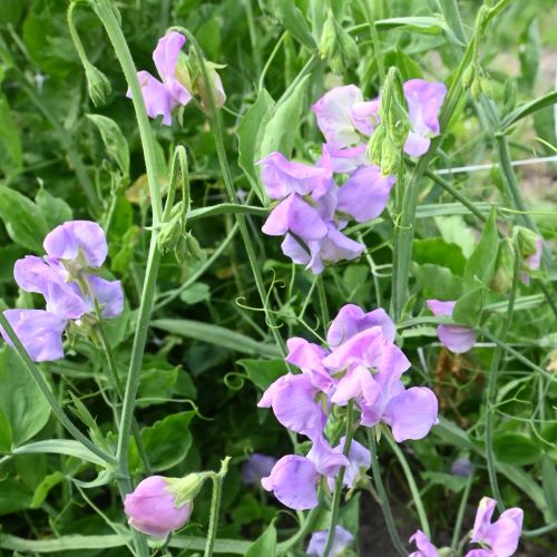 Ærteblomst 'Spencer Alan Williams'