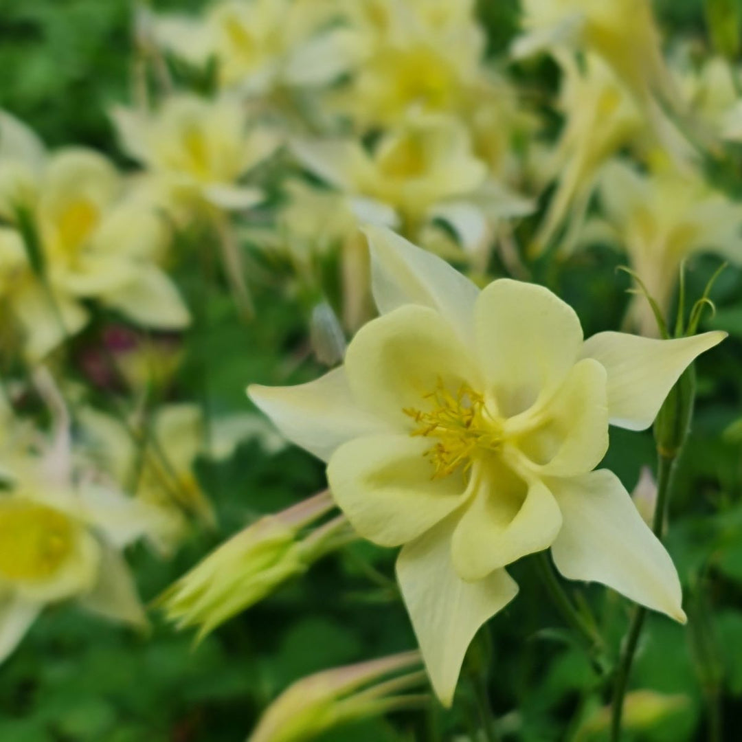 Akeleje 'Kirigami Light Yellow' - Frøsnapperen.dk