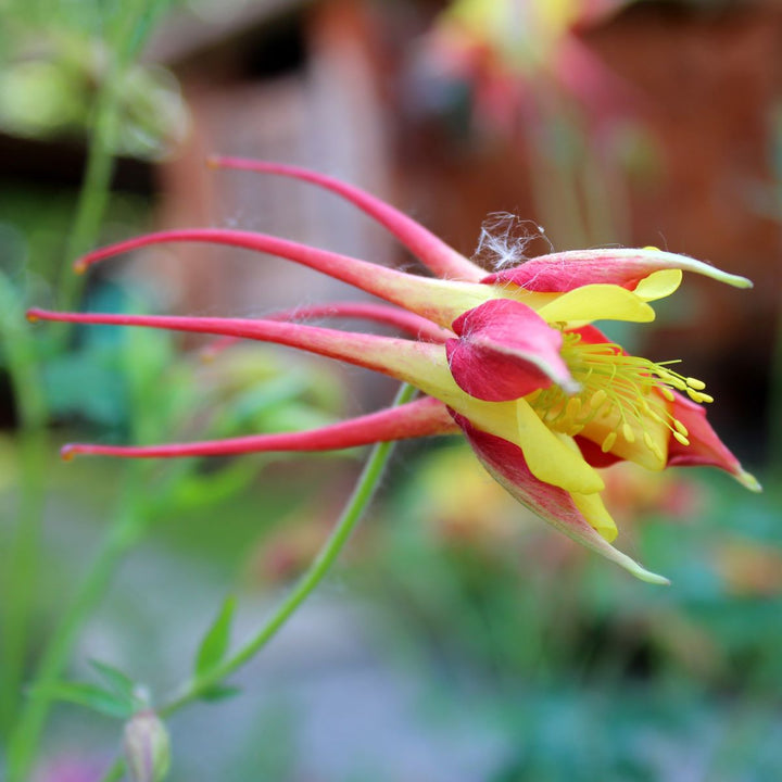 Akeleje 'Tequila Sunrise' - Frøsnapperen.dk
