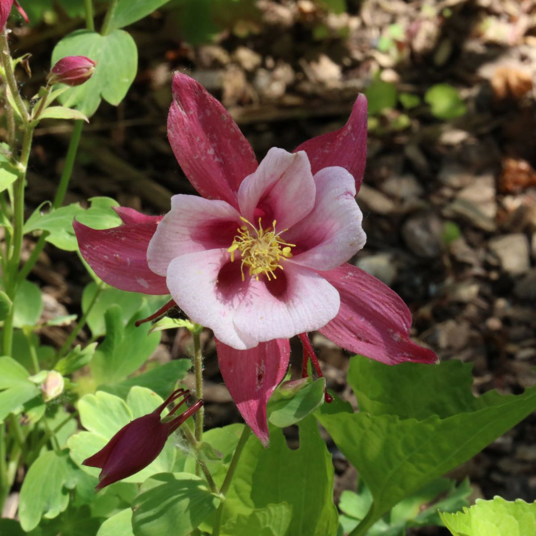 Akeleje 'Kirigami Rose & Pink' - Frøsnapperen.dk
