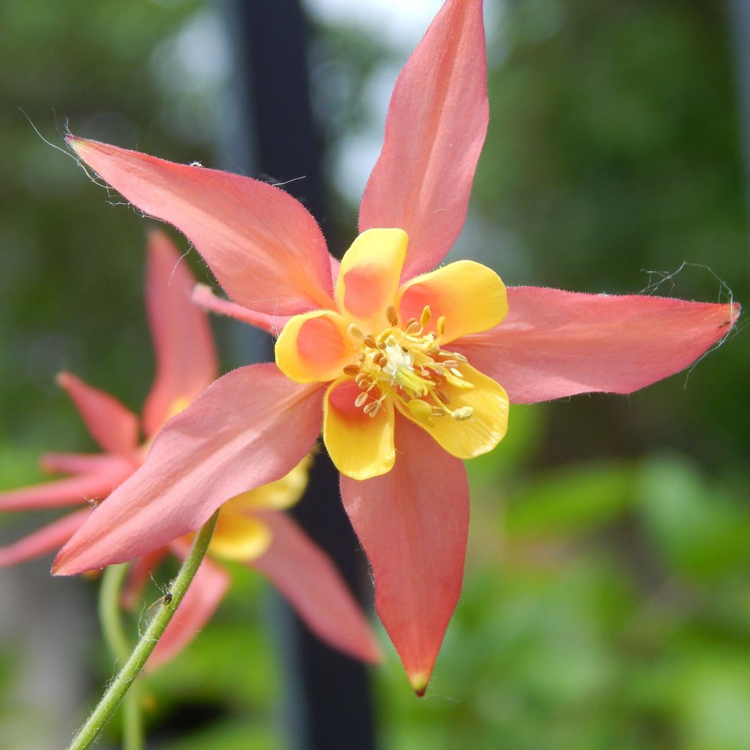 Akeleje 'Tequila Sunrise' - Frøsnapperen.dk