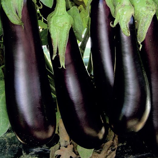 Aubergine 'Morella F1' - Frøsnapperen.dk