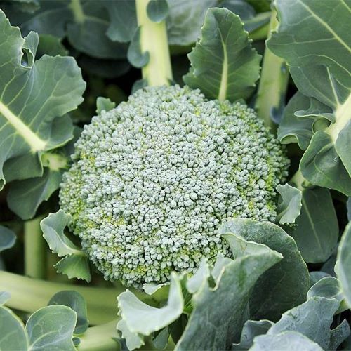 Broccoli 'Limba'