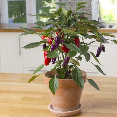 Chili 'Cosmo'