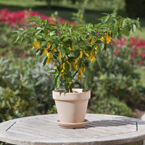 Chili 'Hot Lemon Zest'
