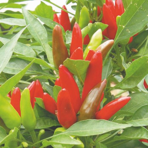 Chili 'Krakatoa H F1' - Frøsnapperen.dk
