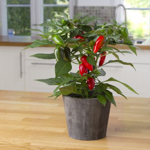 Chili 'Tamale'