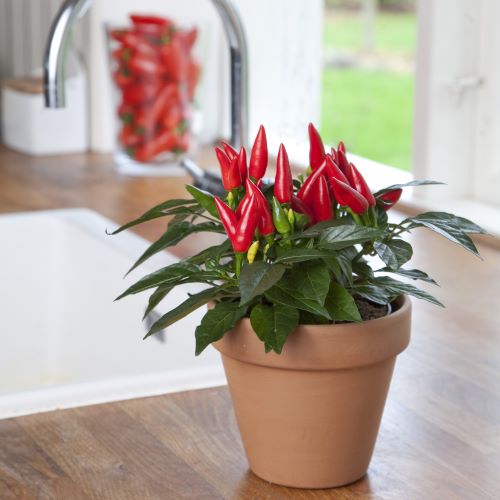 Chili 'Taquito'