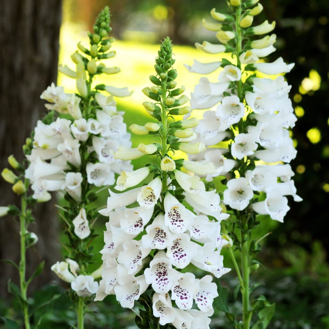 Fingerbøl 'Dalmatian White Spotted' - Frøsnapperen.dk