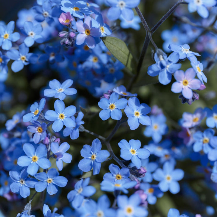 Alpe-forglemmigej 'Blue Ball' - Frøsnapperen.dk