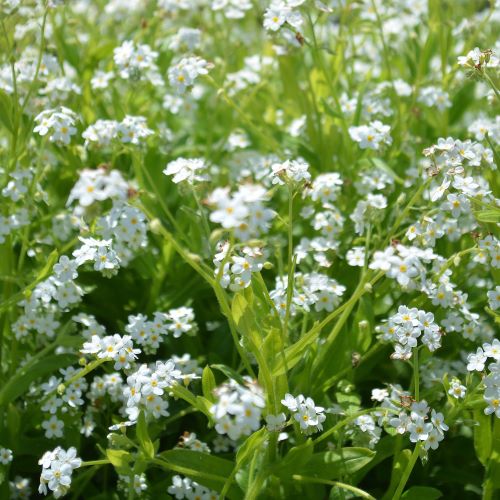 Forglemmigej 'White'