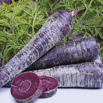 Gulerod 'Purple Sun H' - Frøsnapperen.dk