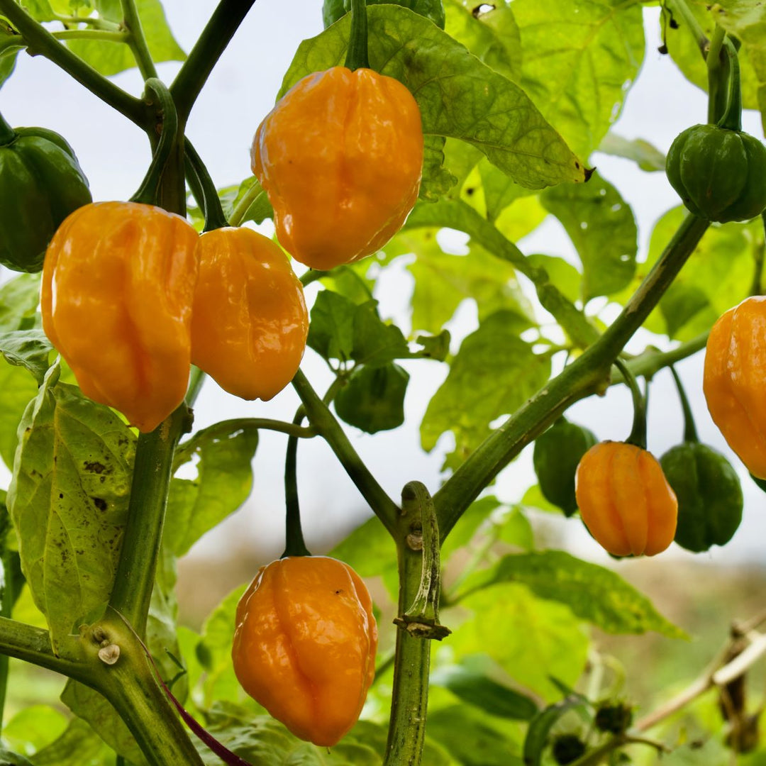 Chili 'Habanero' - gul - Frøsnapperen.dk