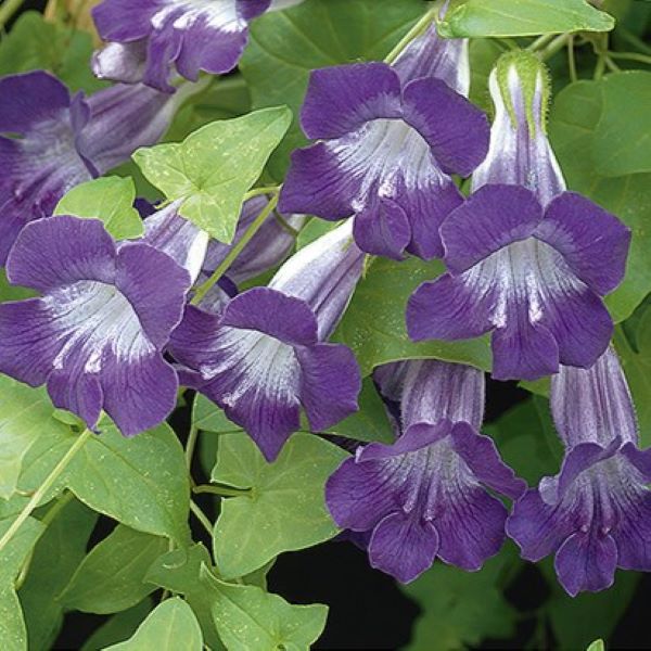 Klatrende Løvemund 'Violet' - Frøsnapperen.dk