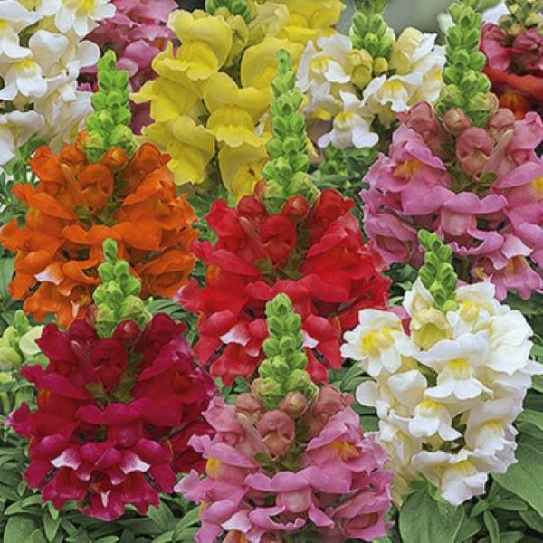 Løvemund 'Rainbow' - Frøsnapperen.dk