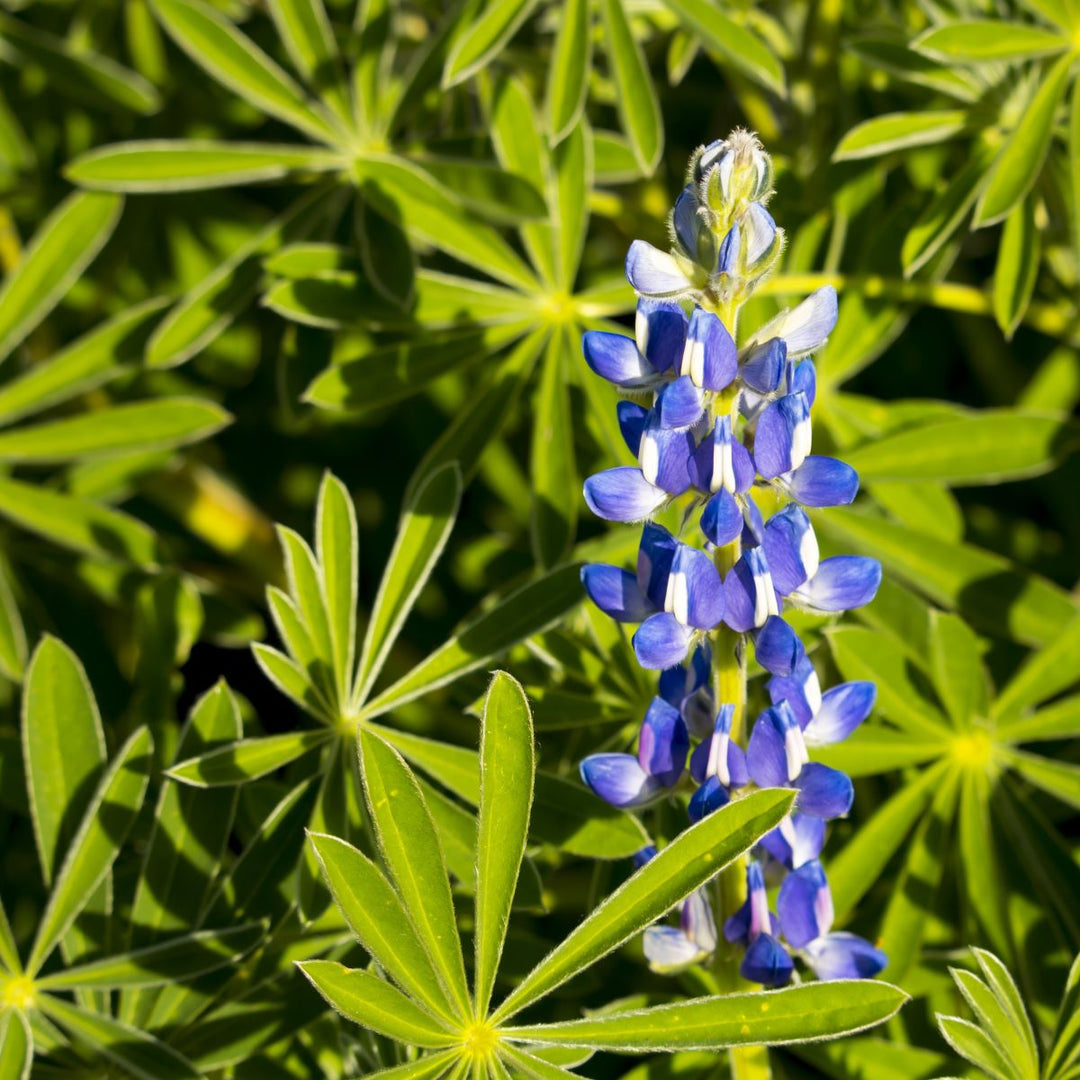 Blå lupin - grøntgødning - Frøsnapperen.dk