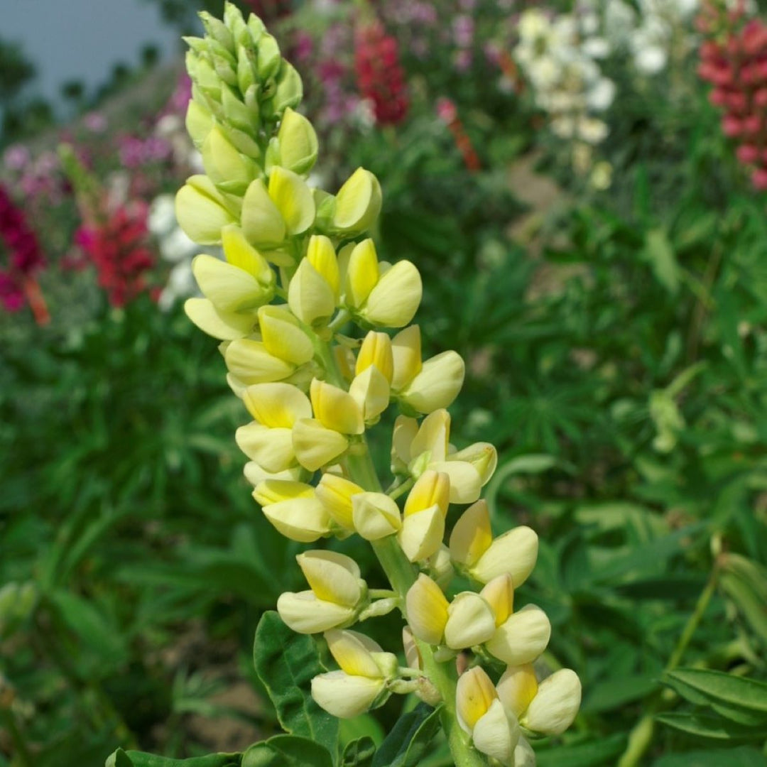 Lupin 'Russel Chandelier gul' - Frøsnapperen.dk