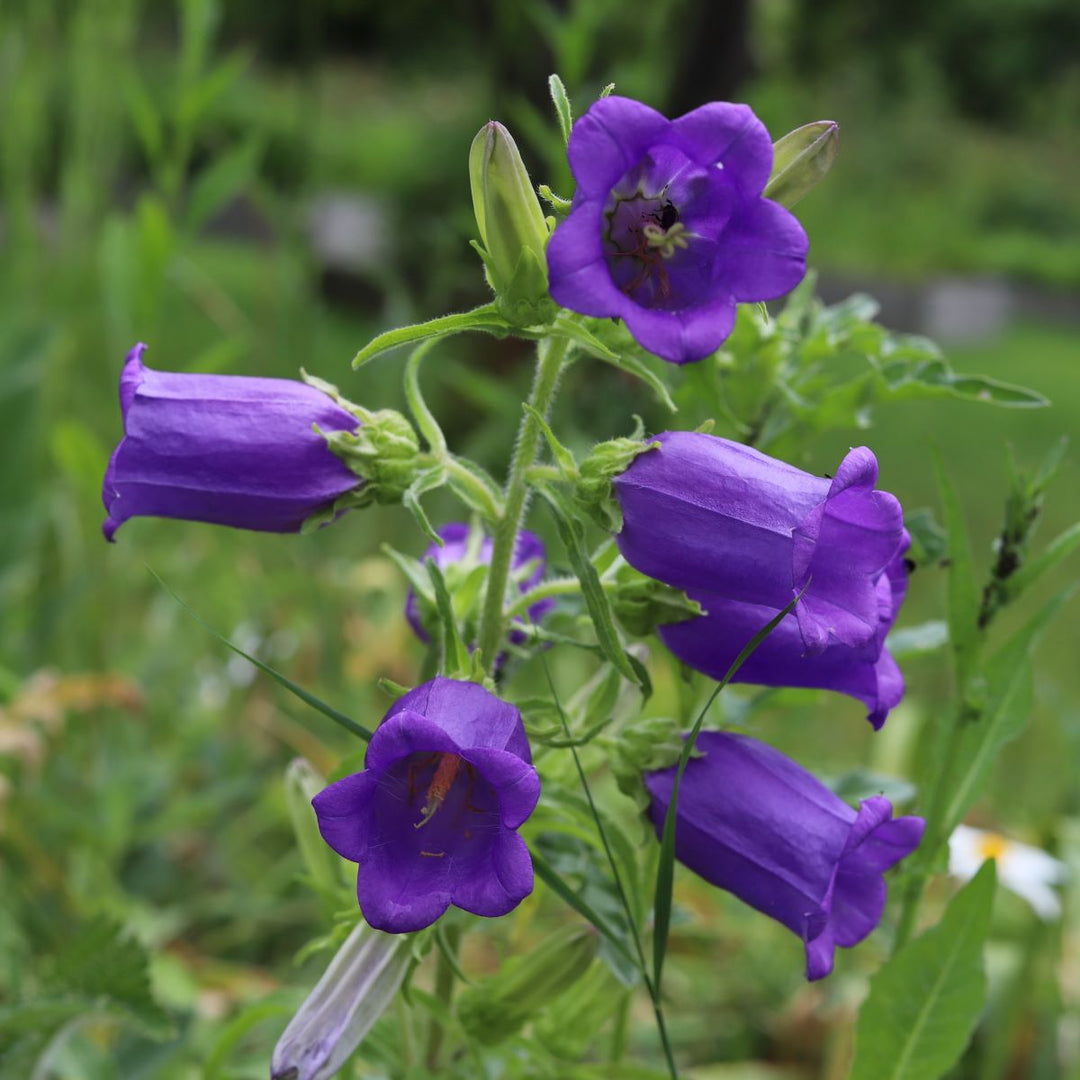 Marieklokke 'Single Blue' - Frøsnapperen.dk