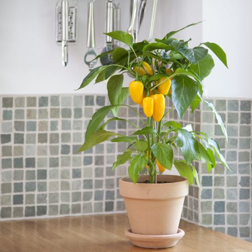 Peberfrugt 'Fresh Bites Yellow'