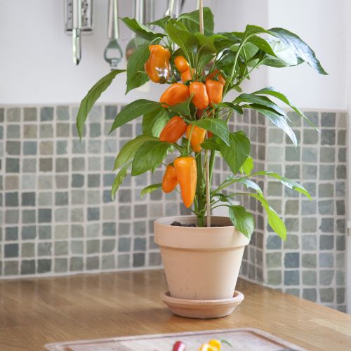 Peberfrugt 'Fresh Bites Orange'