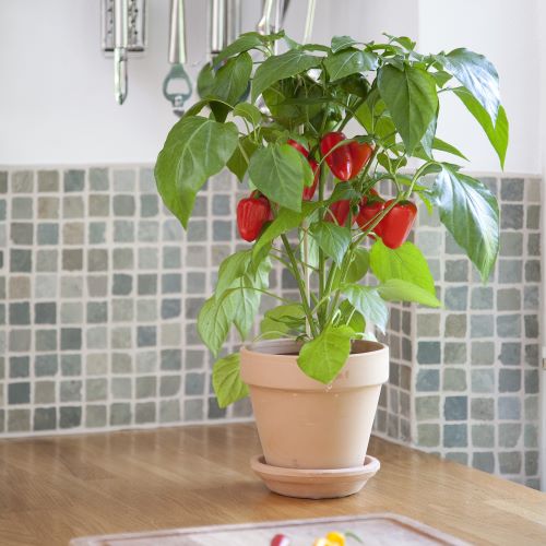 Peberfrugt 'Fresh Bites Red'