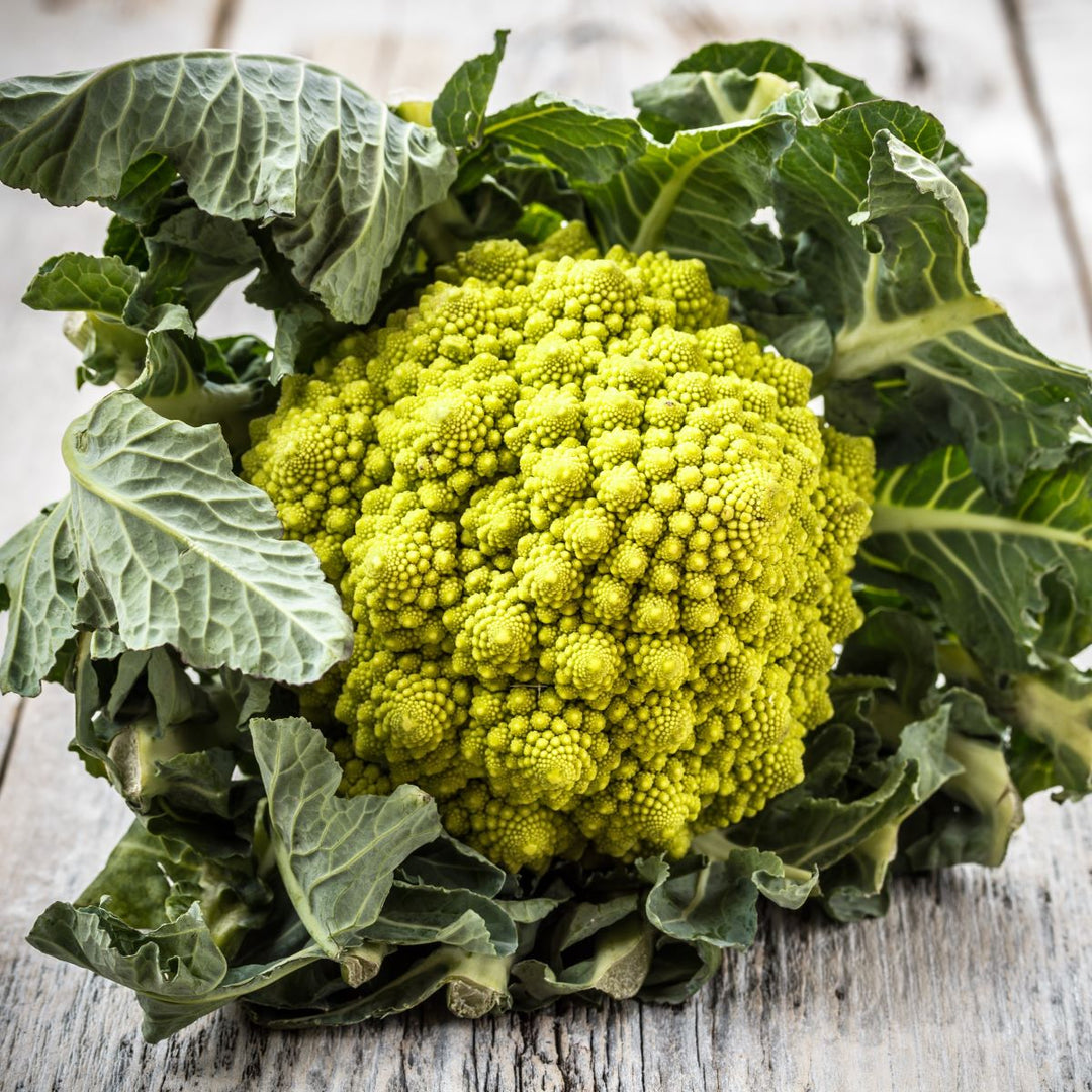Romanesco 'Natalino' - Frøsnapperen.dk