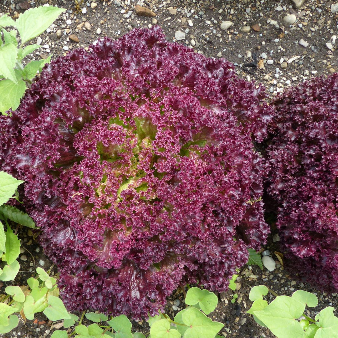 Salat 'Lollo Rossa' - Frøsnapperen.dk