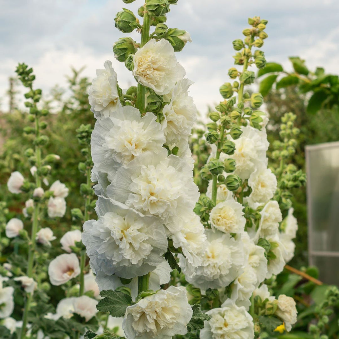 Stokrose 'Chater's Double White' - Frøsnapperen.dk