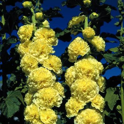 Stokrose 'Chater's Double Yellow' - Frøsnapperen.dk