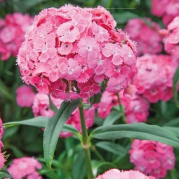 Studenternellike 'Pink Beauty' - Frøsnapperen.dk