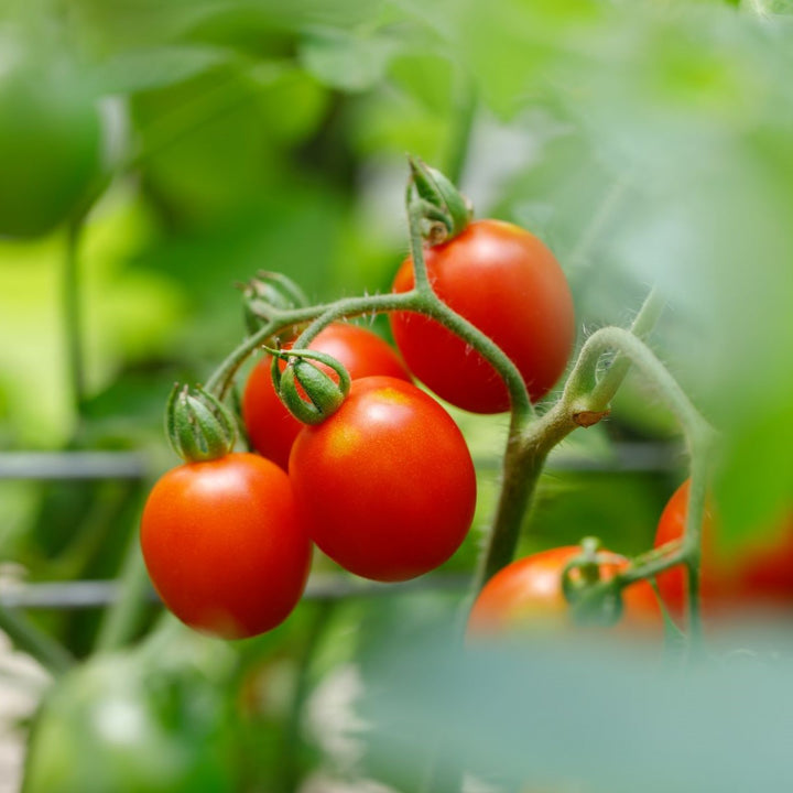 Tomat 'Principe Borghese' - Frøsnapperen.dk