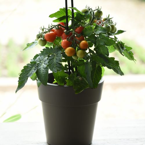 Tomat 'Red Velvet'