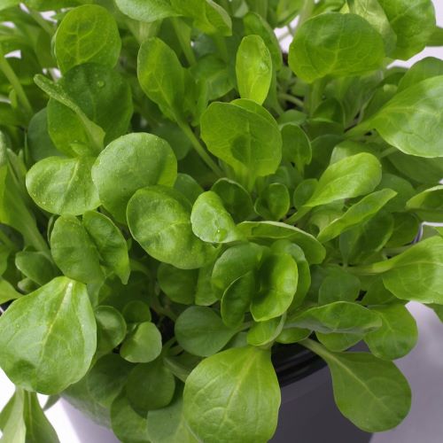 Vårsalat 'Verte de Cambrai'