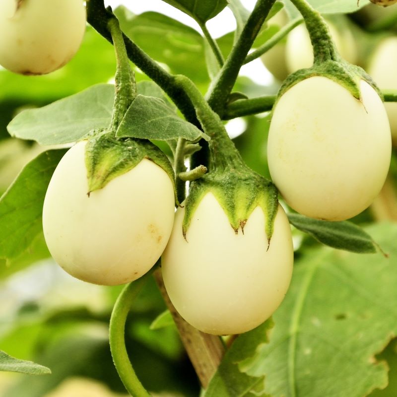 Aubergine 'White Egg' - Frøsnapperen.dk