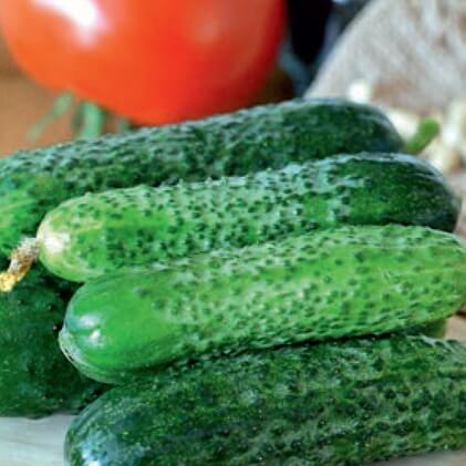 Agurk 'Cornichon de Paris' - Frøsnapperen.dk