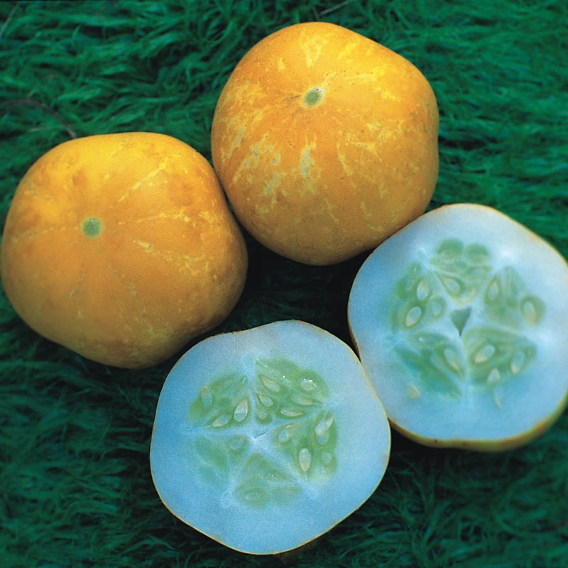 Agurk 'Crystal Lemon' - Frøsnapperen.dk