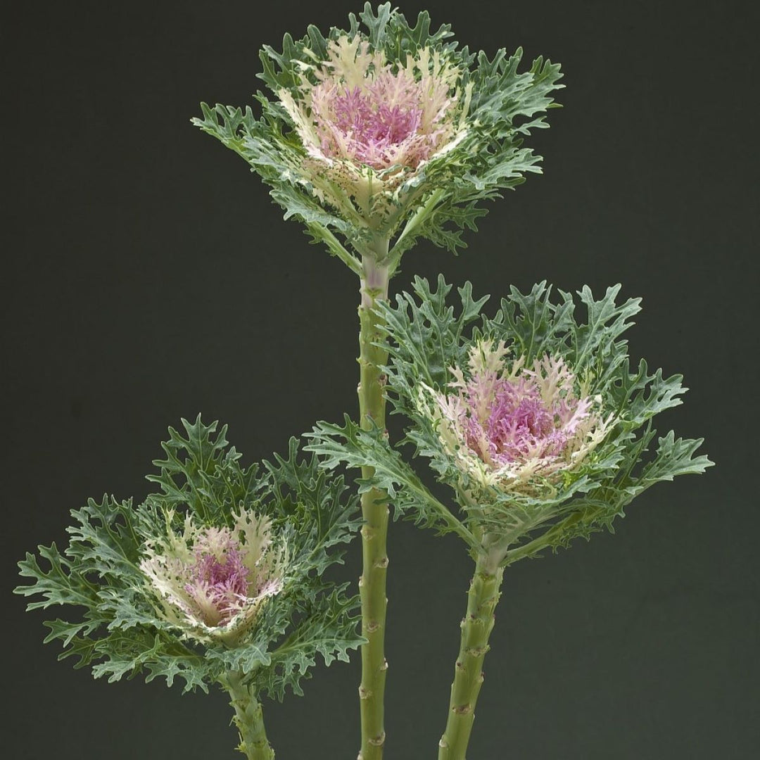 Kålblomst 'Crane Feather King' - Frøsnapperen.dk