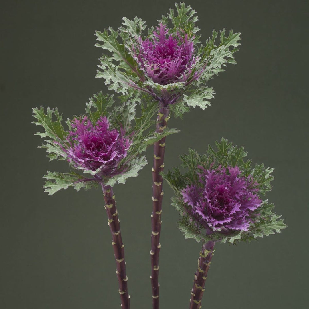 Kålblomst 'Crane Feather Queen' - Frøsnapperen.dk