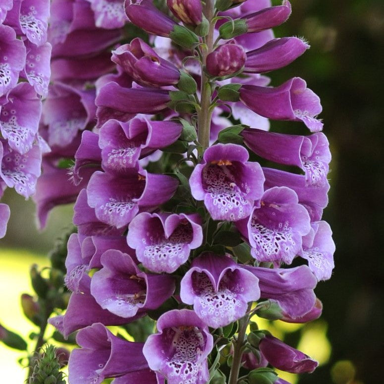 Fingerbøl 'Dalmatian Purple Spotted' - Frøsnapperen.dk