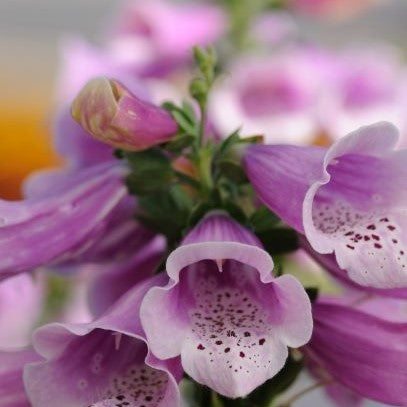 Fingerbøl 'Dalmatian Rose' - Frøsnapperen.dk