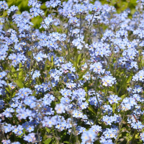 Forglemmigej 'Light Blue'