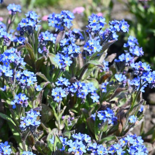 Alpe-forglemmigej 'Blue Ball'