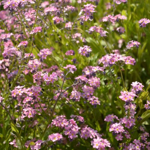 Forglemmigej 'Mountain Rose'