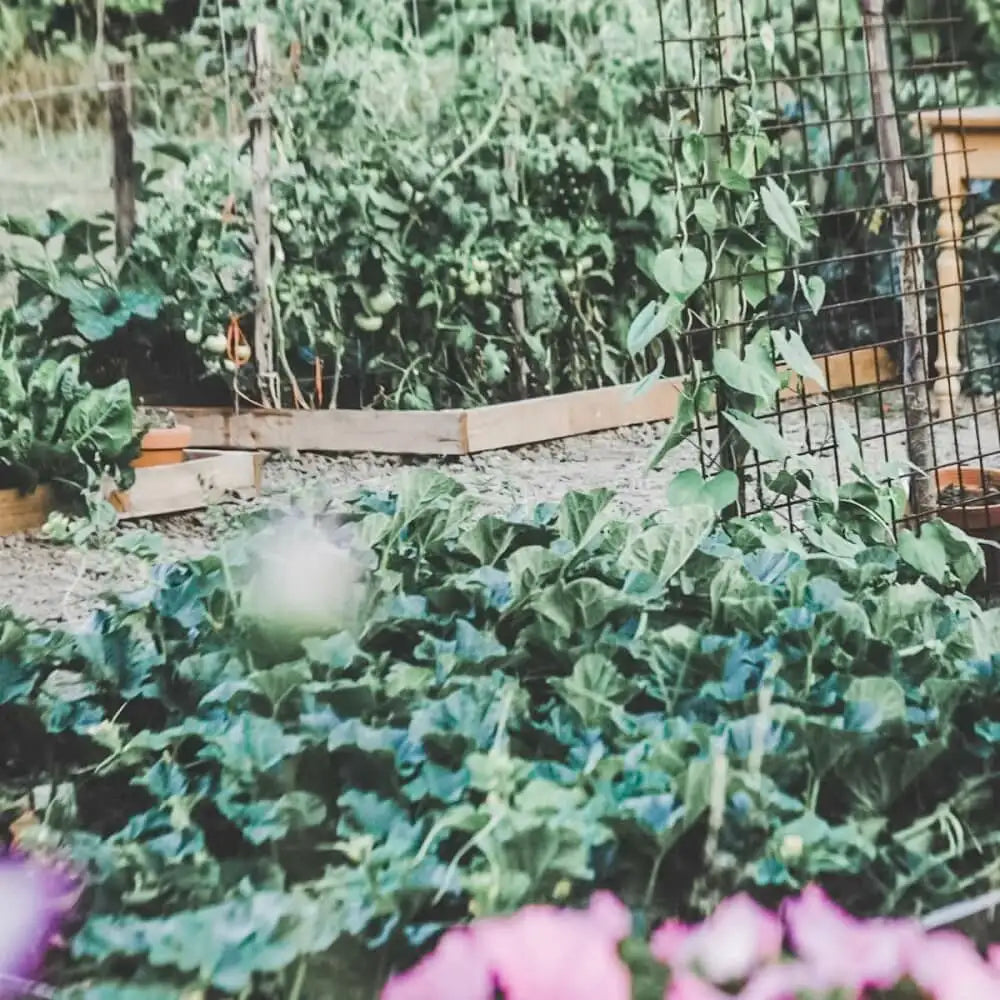 Frø til køkkenhaven