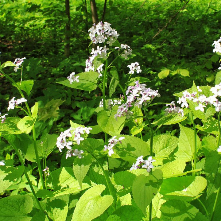 Judaspenge (hvid) - Frøsnapperen.dk